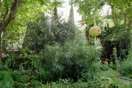 lampion et nature