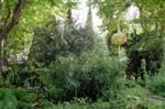 lampion et nature