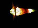 satelite de nuit